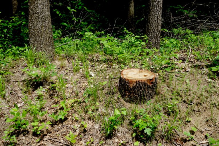 Accident cumplit: Un arbore a căzut peste un bărbat la Băile Herculane