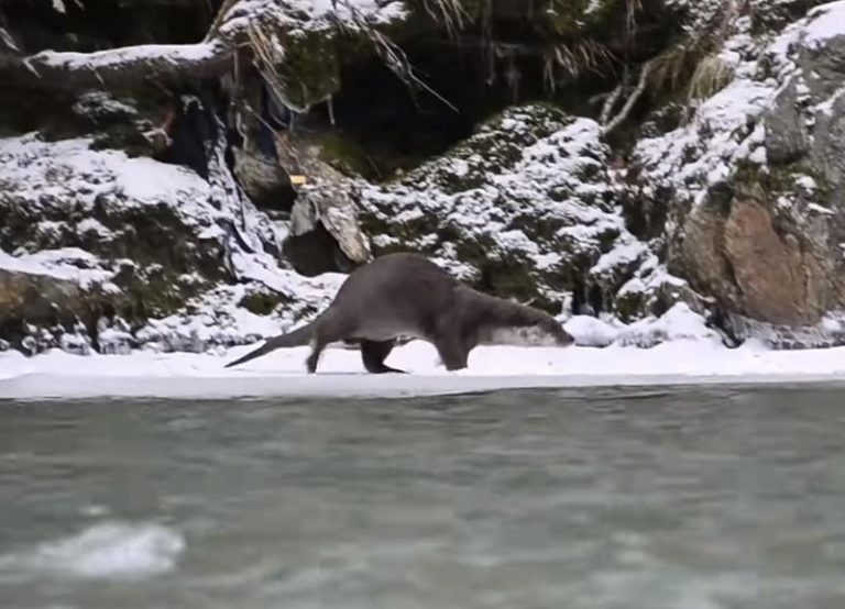 Cum își face siesta o vidră dintr-un râu din Parcul Național Defileul Jiului VIDEO
