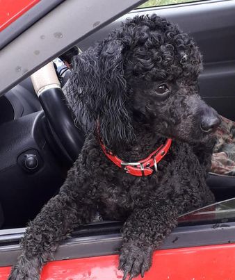 A furat un cățel din fața unui magazin. Proprietarii, apel pe Facebook