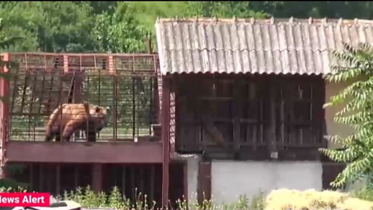 Urși negociați la o fermă clandestină din Arad / VIDEO