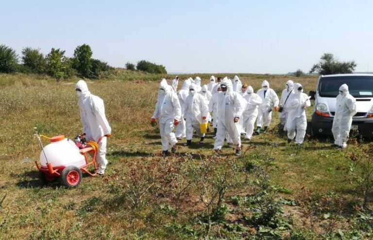 Aproape 100 de mistreți morți din cauza pestei porcine, descoperiți în pădurile din Arad
