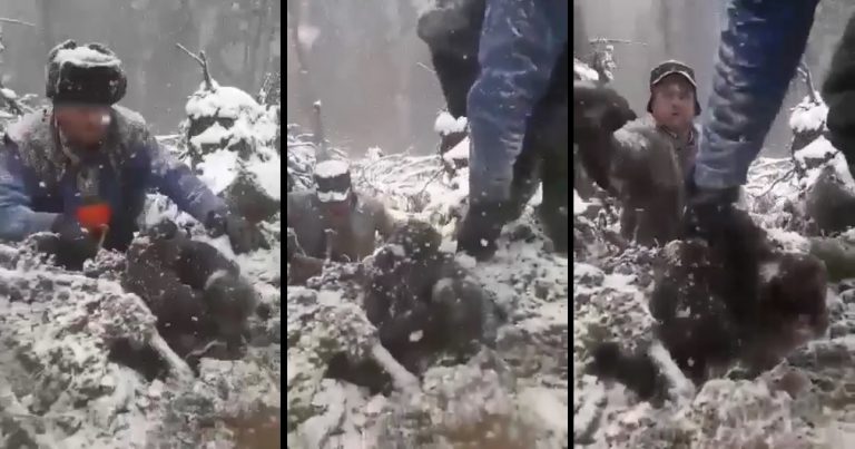 Imagini revoltătoare: Patru pui de urs, scoși brutal din bârlog și aruncați în zăpadă VIDEO