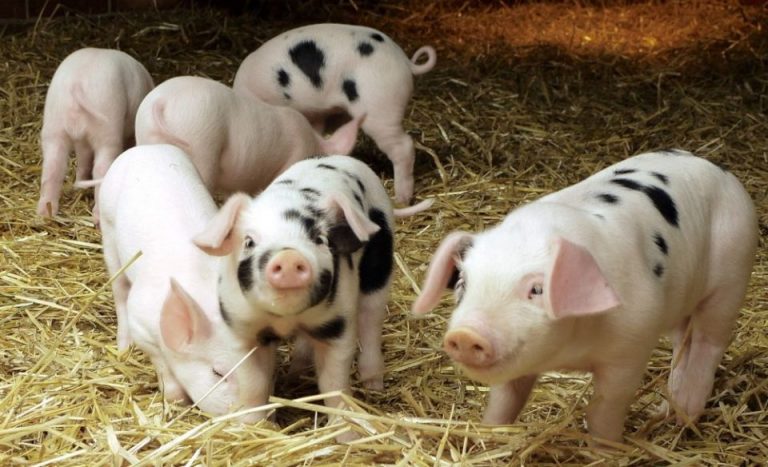 APIA eliberează adeverințe pentru beneficiarii Măsurii 14 „Bunăstarea animalelor”