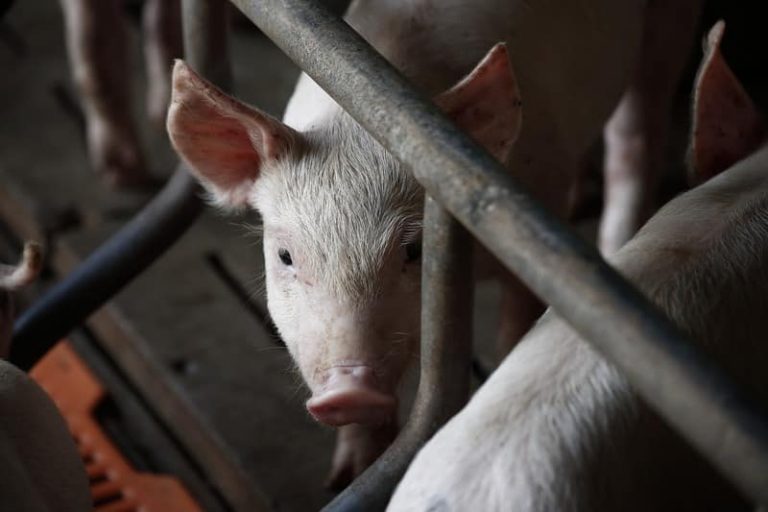 Noi reguli pentru crescătorii de porci. Nu mai pot intra în coteţul animalelor decât dacă îşi dezinfectează încălţămintea