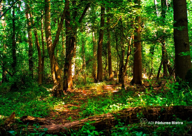Pădurea Bistra are o nouă conducere