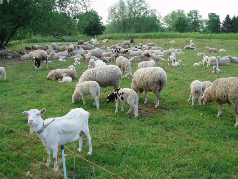 Au fost aprobate plafoanele Ajutoarelor Naţionale Tranzitorii în sectoarele vegetal şi zootehnic, speciile ovine și caprine, pentru anul de cerere 2020