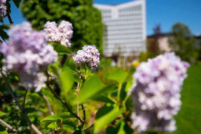 GALERIE FOTO 5 motive să iubim primăvara în Iulius Gardens culoare, vitalitate, bună dispoziţie (6)