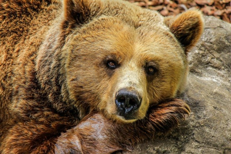 Cadavrul unui urs, găsit în curtea unei cabane din vestul țării