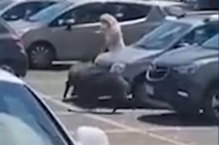 O femeie a fost atacată de mistreţi în parcarea unui supermarket. Ca să scape, le-a aruncat animalelor plasa de cumpărături
