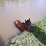 201255271_1431301780566282_960205090185616272_n