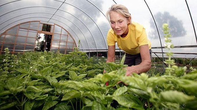 Cultivatorii de plante aromatice beneficiază anul acesta de o schemă de ajutor de minimis