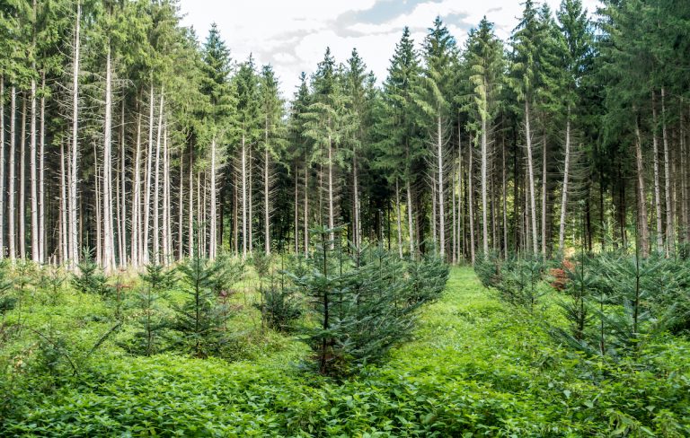 La Consiliul AGRIFISH se va vorbi și despre noua strategie a UE pentru păduri până în 2030