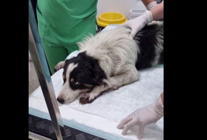 MzAmaGFzaD0xY2YxNGFkYzA2ZmIwZGJjZTIwZGM1NTEzMTQ5MDFhYw==.thumb