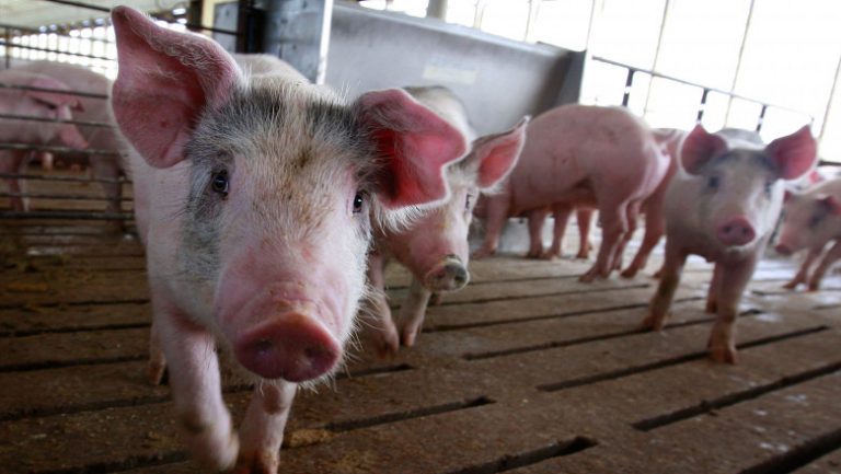 Noi reguli pentru creșterea porcilor: nu mai pot fi hrăniți cu resturi alimentare, iar la ei se intră cu încălțăminte dezinfectată