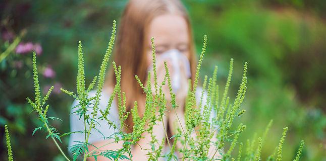 Ambrozia rămâne o problemă nerezolvată la Timișoara și în localitățile din jur