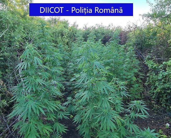 O adevărată „pădure” de marijuana, descoperită în urma unor percheziții DIICOT în vestul ţării