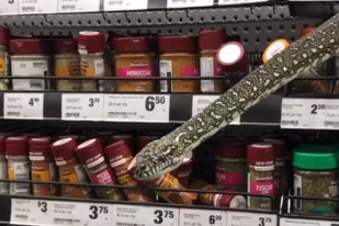Întâlnire neașteptată cu un șarpe la supermarket