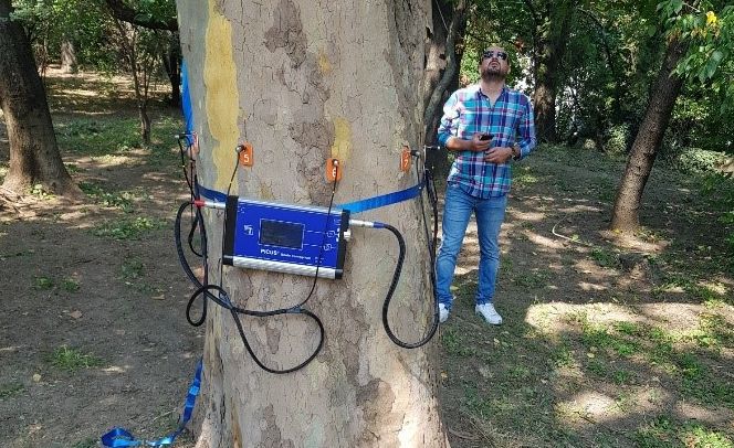Sănătatea copacilor din Timișoara mai așteaptă. Licitația pentru tomograf, anulată a treia oară