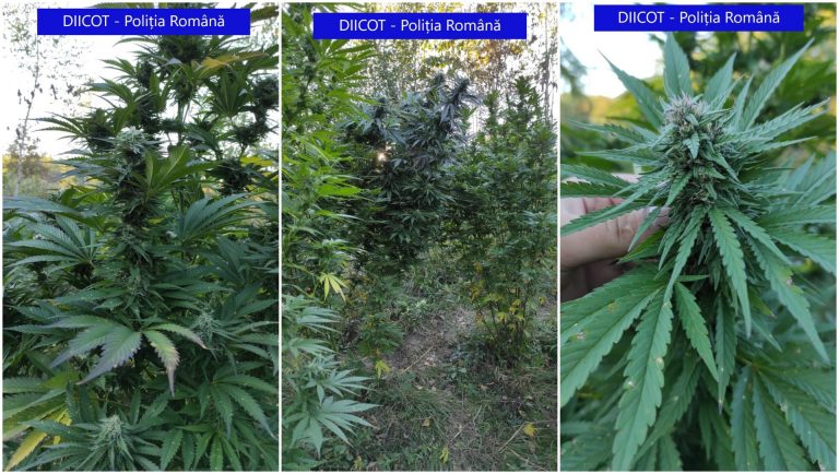 Aveau o adevărată „pădure” de cannabis, dar au fost prinși la „recoltat”