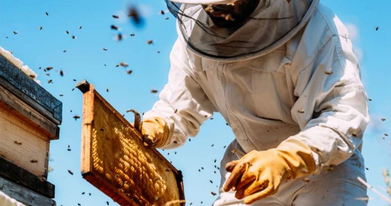 Ajutor pentru sectorul apicol