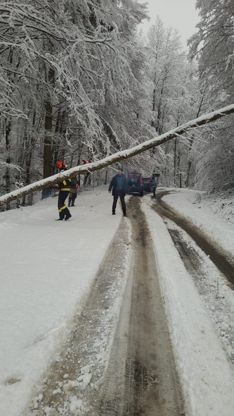 Drumuri blocate în vestul țării din cauza arborilor căzuți FOTO