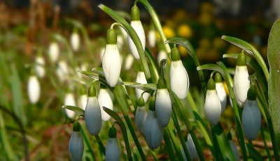 Când se încălzește vremea în Banat?