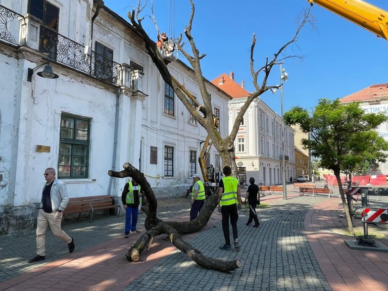 A fost tăiat stejarul „regal” din Piața Libertății. Va fi plantat unul nou