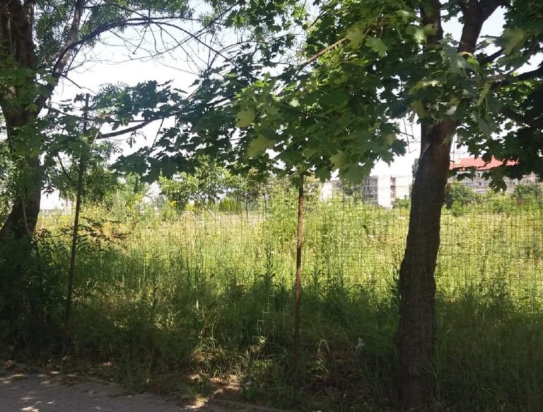 O nouă rundă de dezinsecție, la Timișoara. Nu uitați de distrugerea ambroziei!