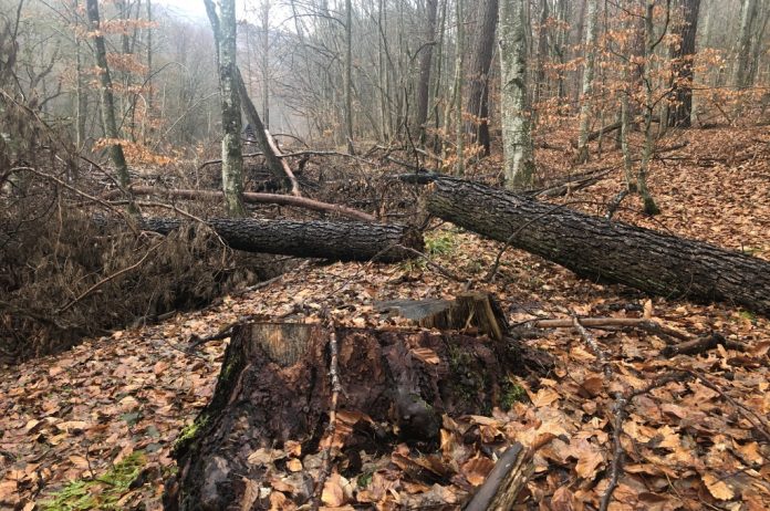 pădure furt lemne cioate busteni