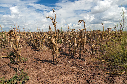 Măsuri pentru prevenirea și combaterea efectelor caniculei și secetei