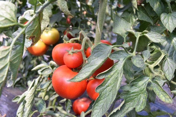 rosii tomate paradaise pătlăgele