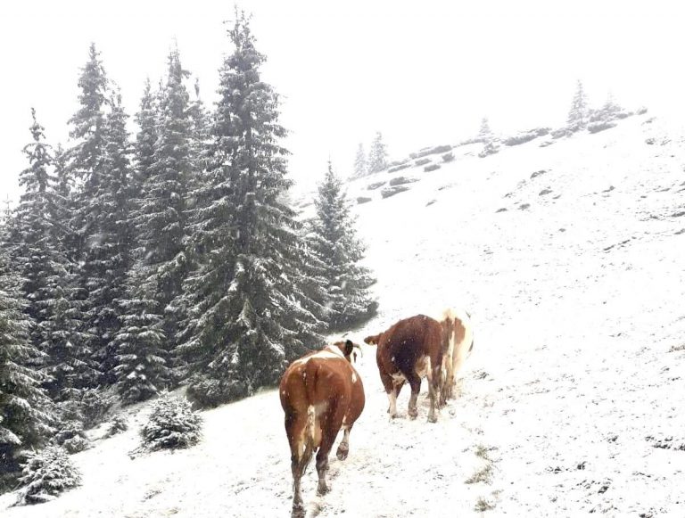Prima ninsoare în Banat. Imagini de poveste din Munții Țarcu