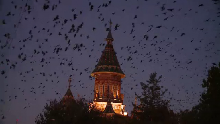 La Timișoara, ca-n ,,Păsările” lui Hitchcock! Cum vrea primarul să ne scape de ciorile ,,fără număr” din centrul orașului