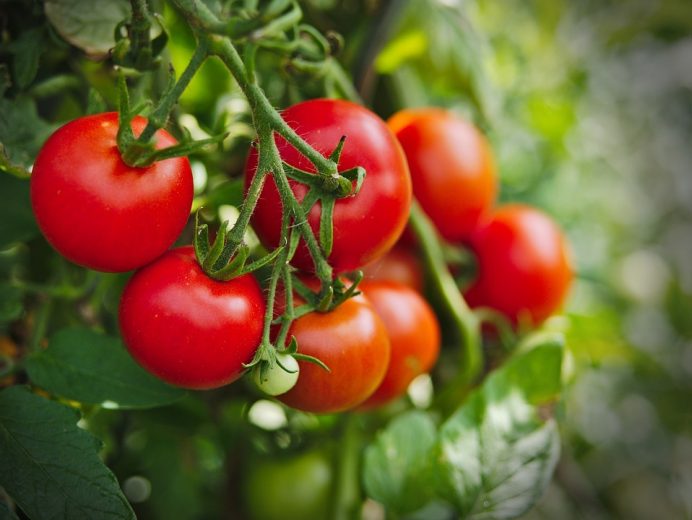 Programul de susținere a producției de tomate în spații protejate continuă și în 2023