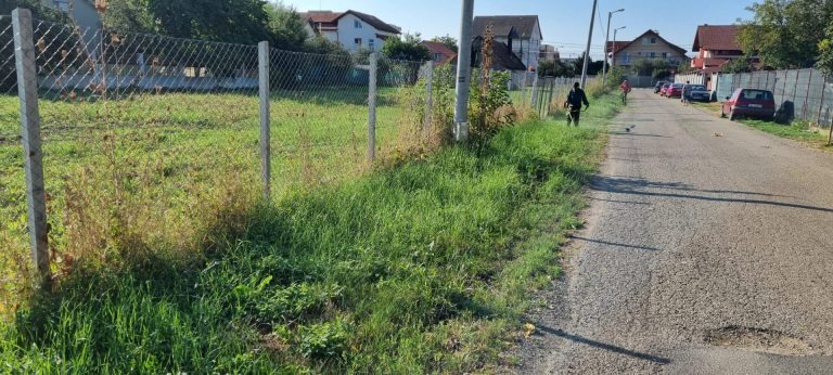 Încep verificările pentru identificarea și combaterea ambroziei