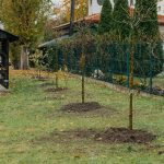 plantări pomi școli (1)