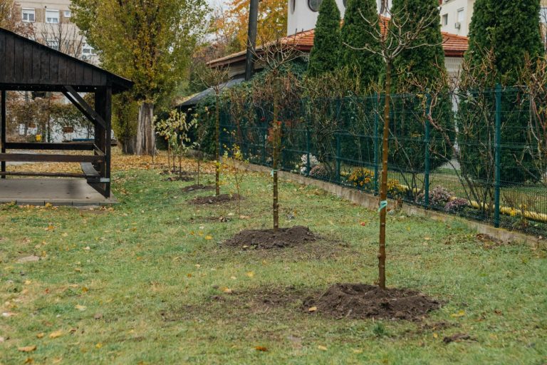 Timișorenii, invitați pe 4 aprilie, să planteze o nouă pădure urbană în zona Bucovina