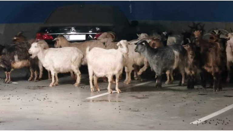 O turmă de capre a pătruns în parcarea unui mall! ,,Cu asta le-am văzut pe toate!”