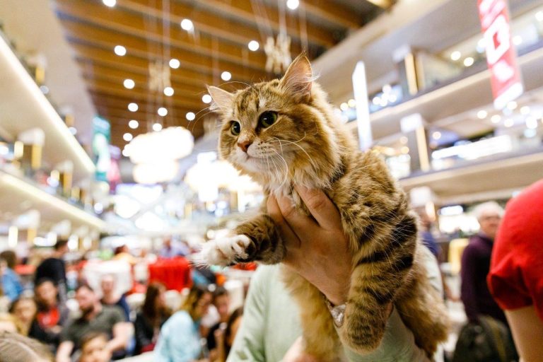 200 de pisici din rase deosebite vor participa în acest weekend, în Iulius Town, la ediția jubiliară a WCF International Cat Show