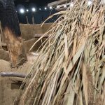 De Ziua Națională a Culturii, elevii din Parța, dar și din Timișoara au vizitat replica sanctuarului neolitic de la Parța.Still020