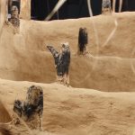 De Ziua Națională a Culturii, elevii din Parța, dar și din Timișoara au vizitat replica sanctuarului neolitic de la Parța.Still035