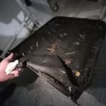 Dezastru în bucătăriile restaurantului Casa Bunicii 1, localul a fost închis temporar de inspectorii OPC (6)