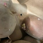 două magazine Mega Image închise de protecția consumatorilor (9)