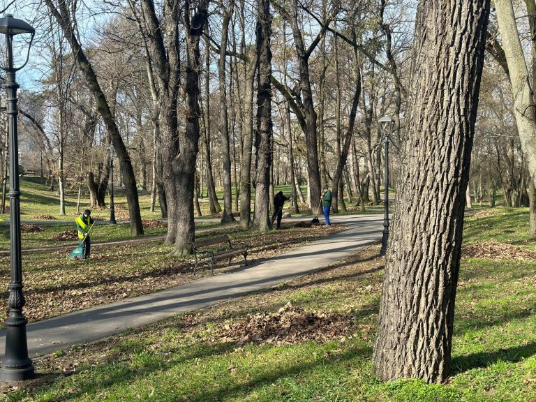 Atribuirea întreținerii spațiilor verzi centrale și a arborilor de pe aliniamente către Horticultura