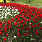 LALLELE IN TIMISOARA.Still005