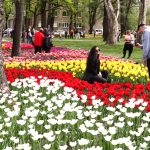 LALLELE IN TIMISOARA.Still007