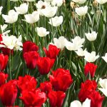 LALLELE IN TIMISOARA.Still008