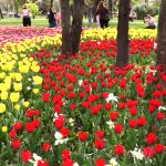 LALLELE IN TIMISOARA.Still009