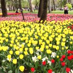 LALLELE IN TIMISOARA.Still010