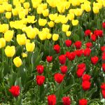 LALLELE IN TIMISOARA.Still017